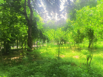 Environmental Sustainability - Blessing Foundation